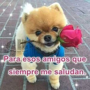 Meet your Posher, Brandon